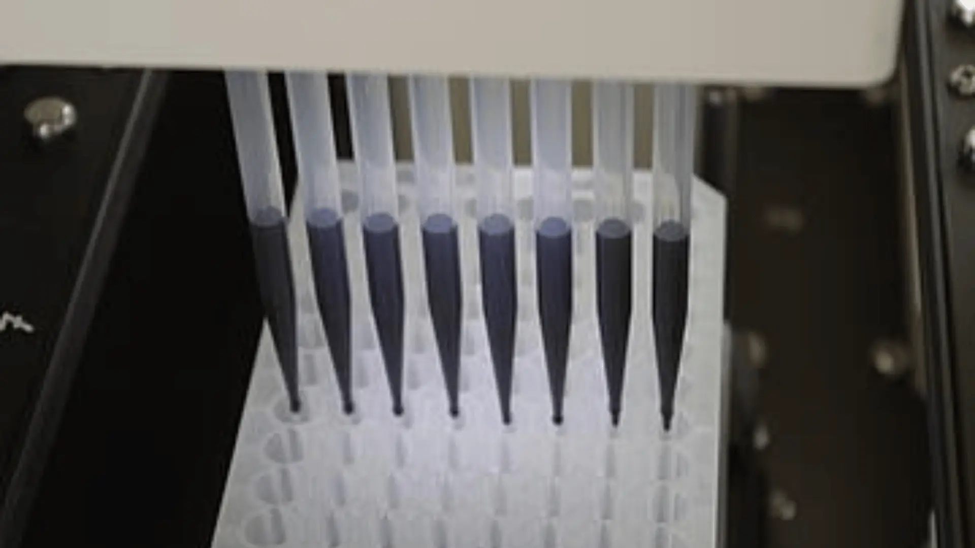 Pipettes aspirant un liquide sombre dans une plaque à puits multiples lors d'une procédure automatisée en laboratoire.