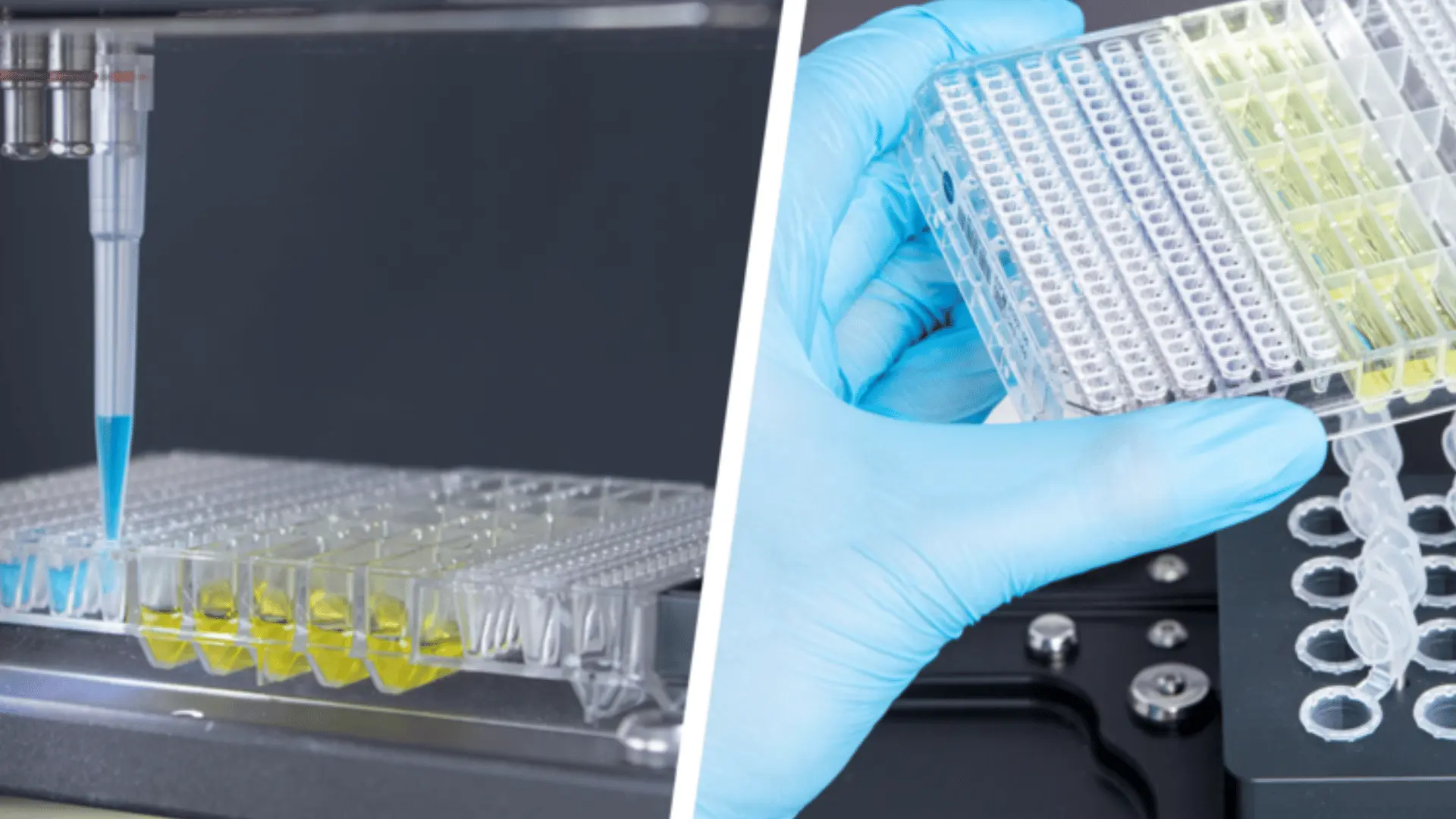 Une pipette automatique dépose un liquide bleu sur des puits d'une plaque en plastique contenant un liquide jaune, et une main gantée tient une plaque similaire avec des puits transparents, illustrant la préparation automatisée de plaques pour un test de type Western blot.