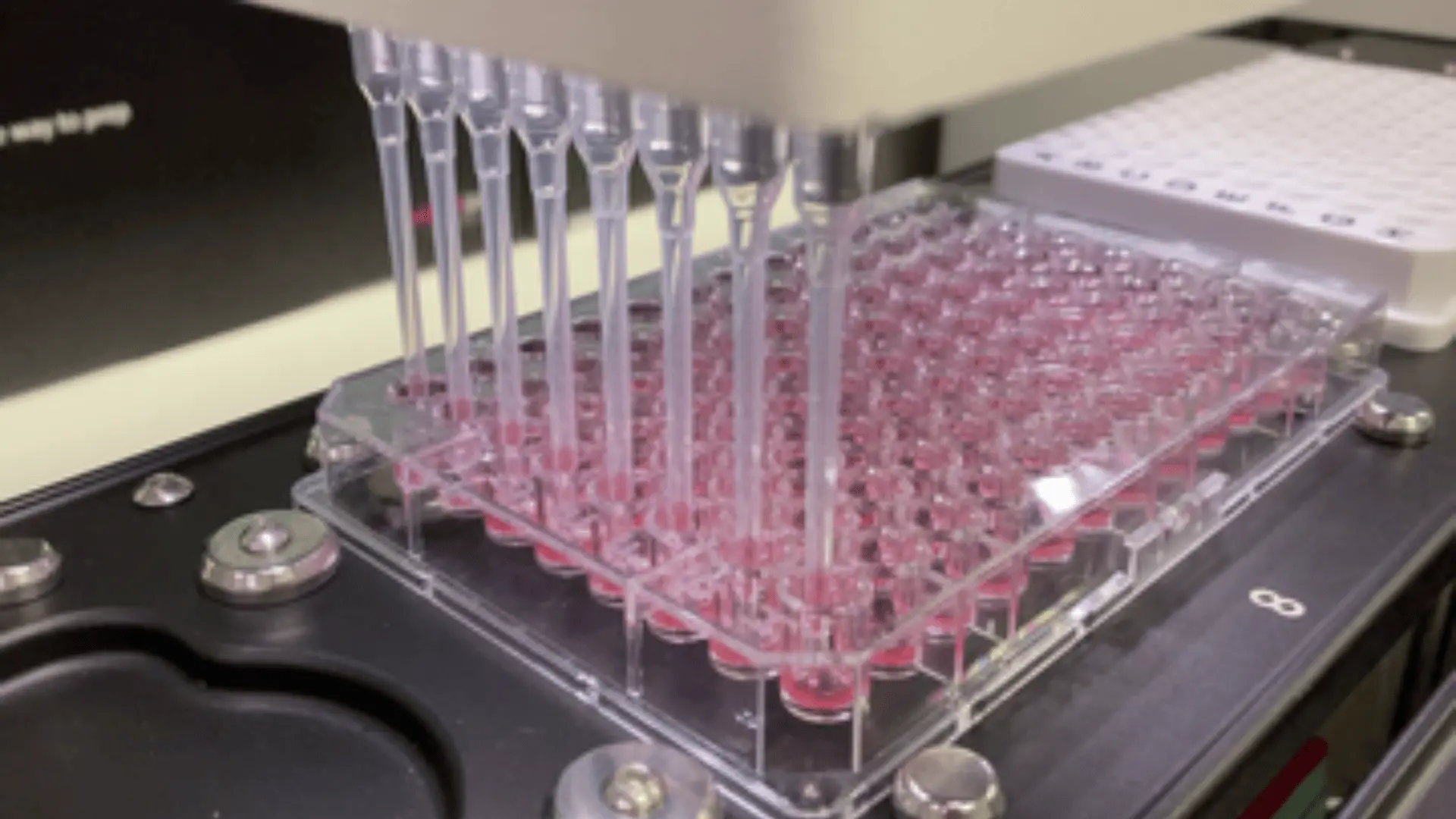 Pipettes automatisées prélevant des liquides roses dans une plaque à puits multiples en laboratoire.