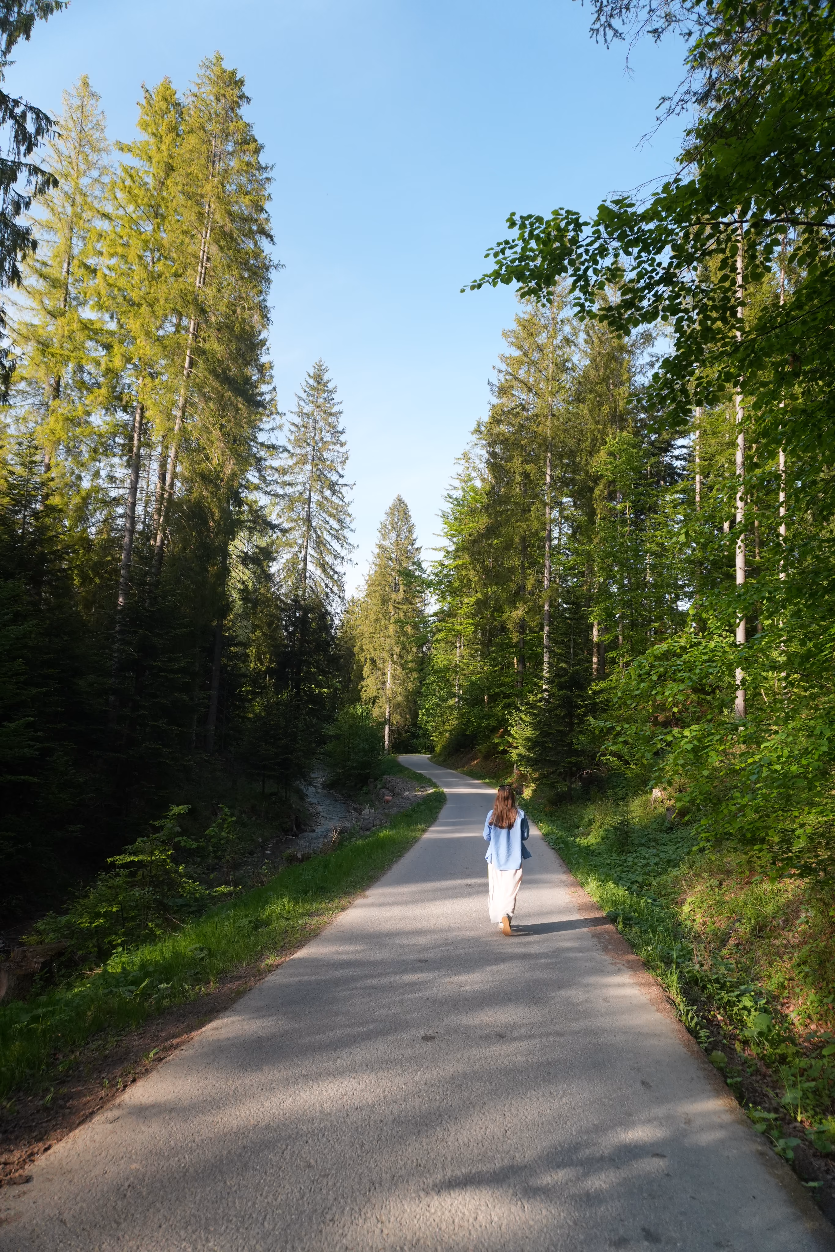 Leśna trasa rowerowa w Beskidach