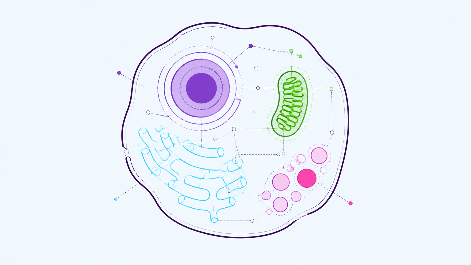 A single cell drawn as a system, its organelles connected by dotted lines, in purple, cyan, green and pink.
