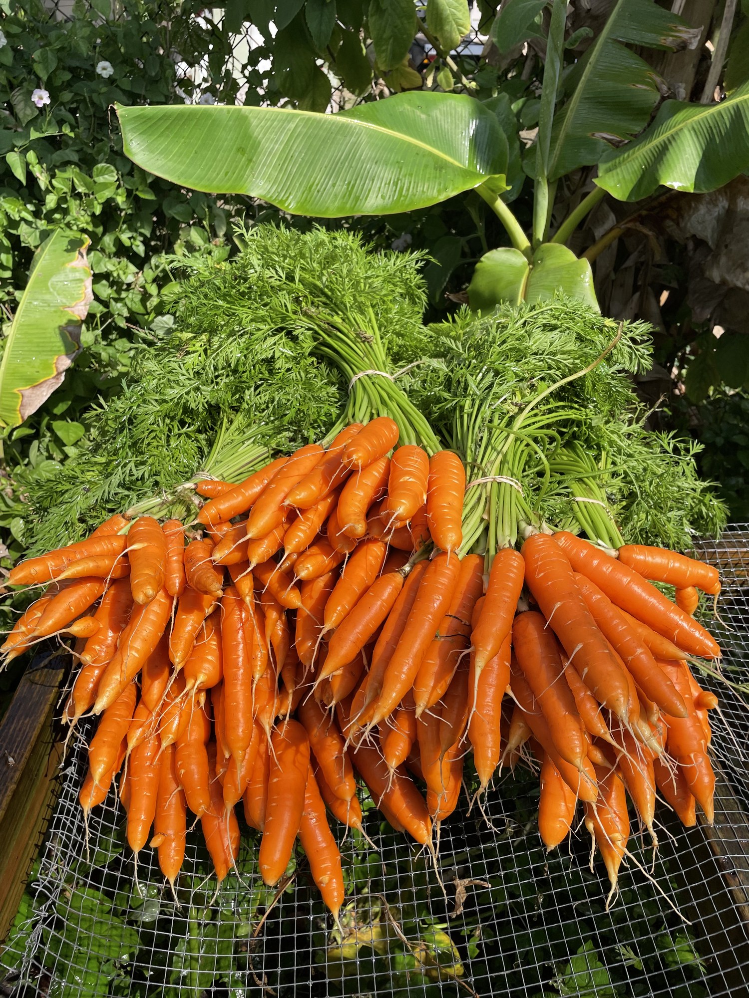 Bunched carrots piled on the harvest table with banana leaves behind them