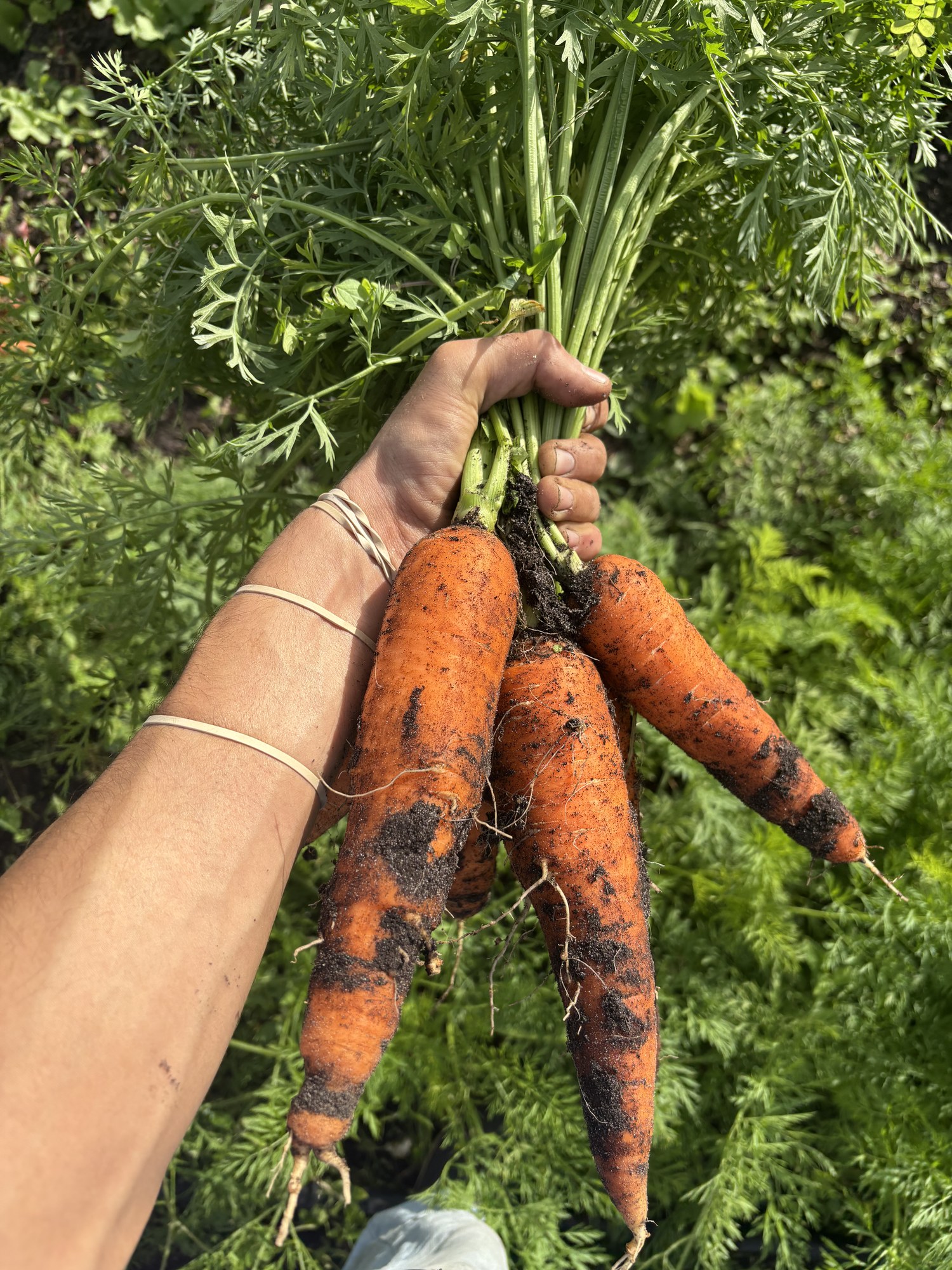 A hand holding a bunch of just-pulled carrots, tops still on, above the carrot bed