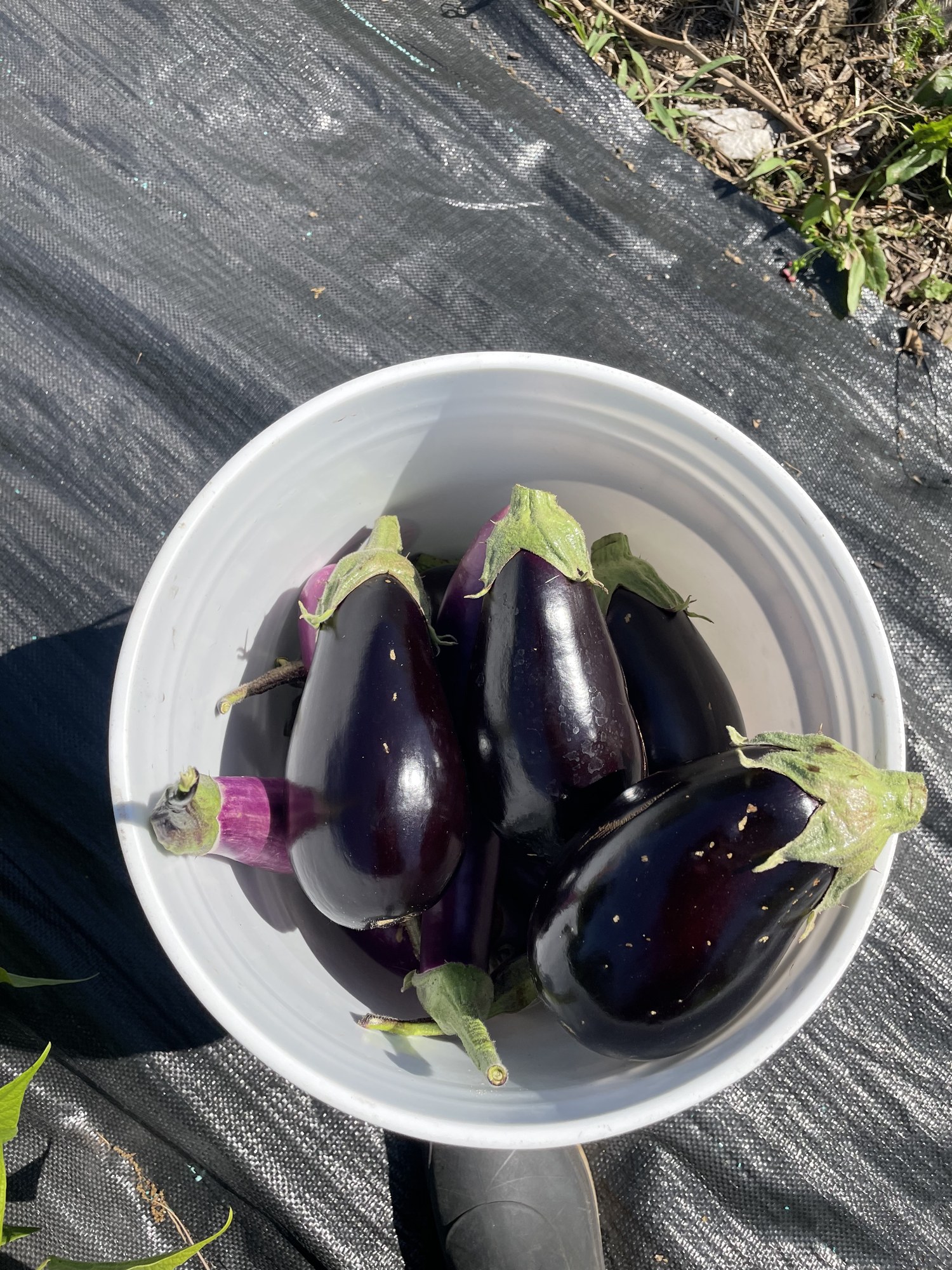 Glossy purple eggplant just picked and stacked in a white harvest bucket