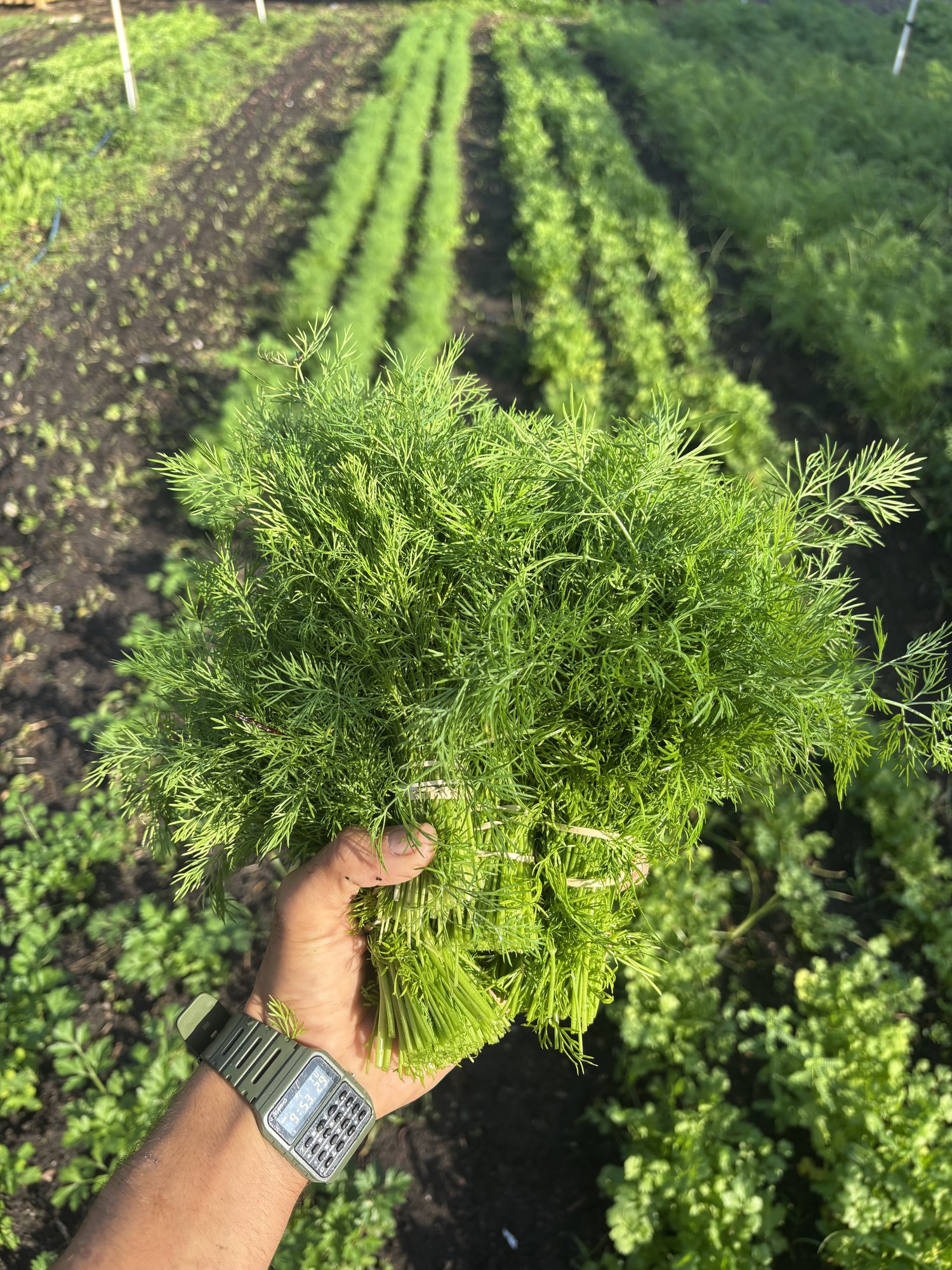 A hand holding a large bunch of fresh-cut dill above the dill rows