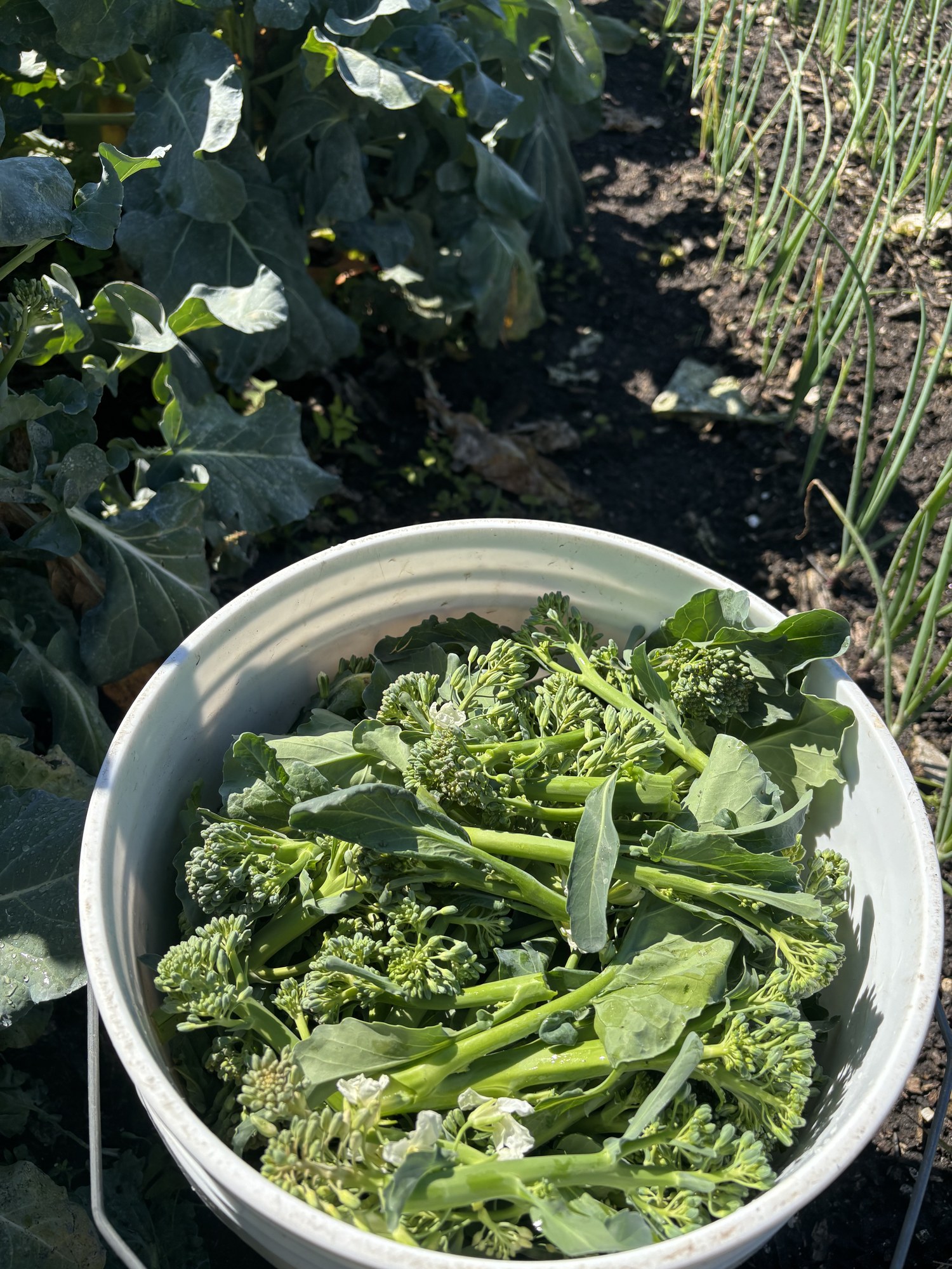 A bucket of freshly cut broccolini shoots beside the broccoli row