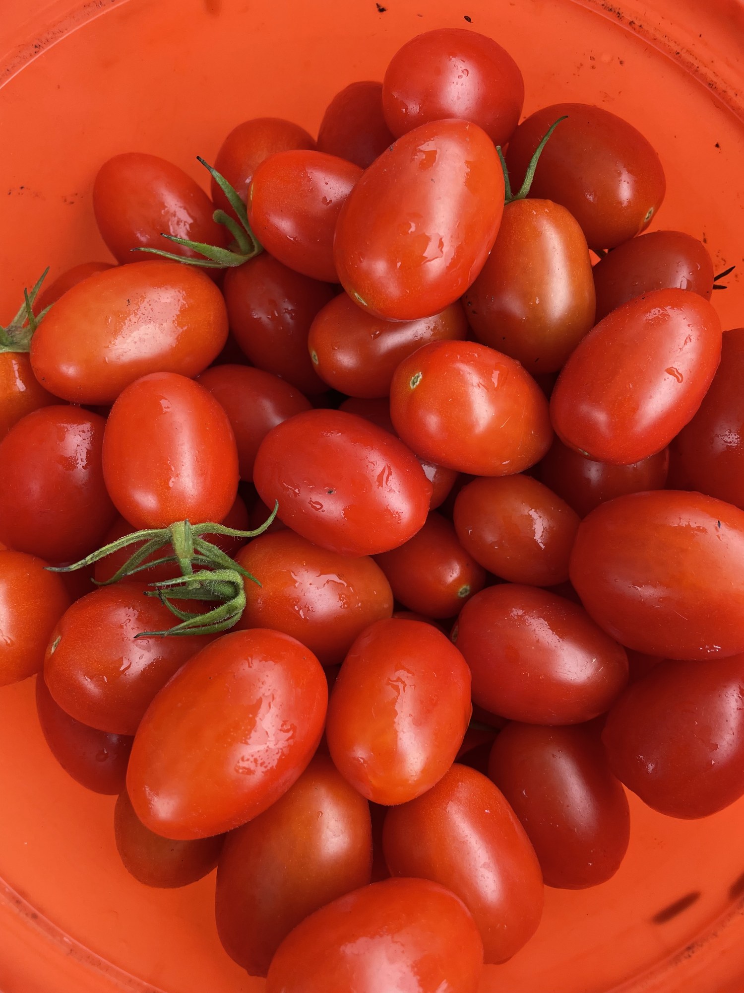 Freshly picked roma tomatoes filling an orange harvest bucket