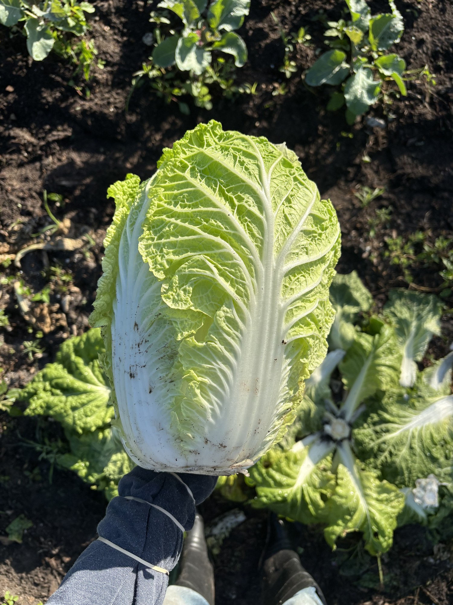 A gloved hand holding a full head of napa cabbage over the bed it was cut from