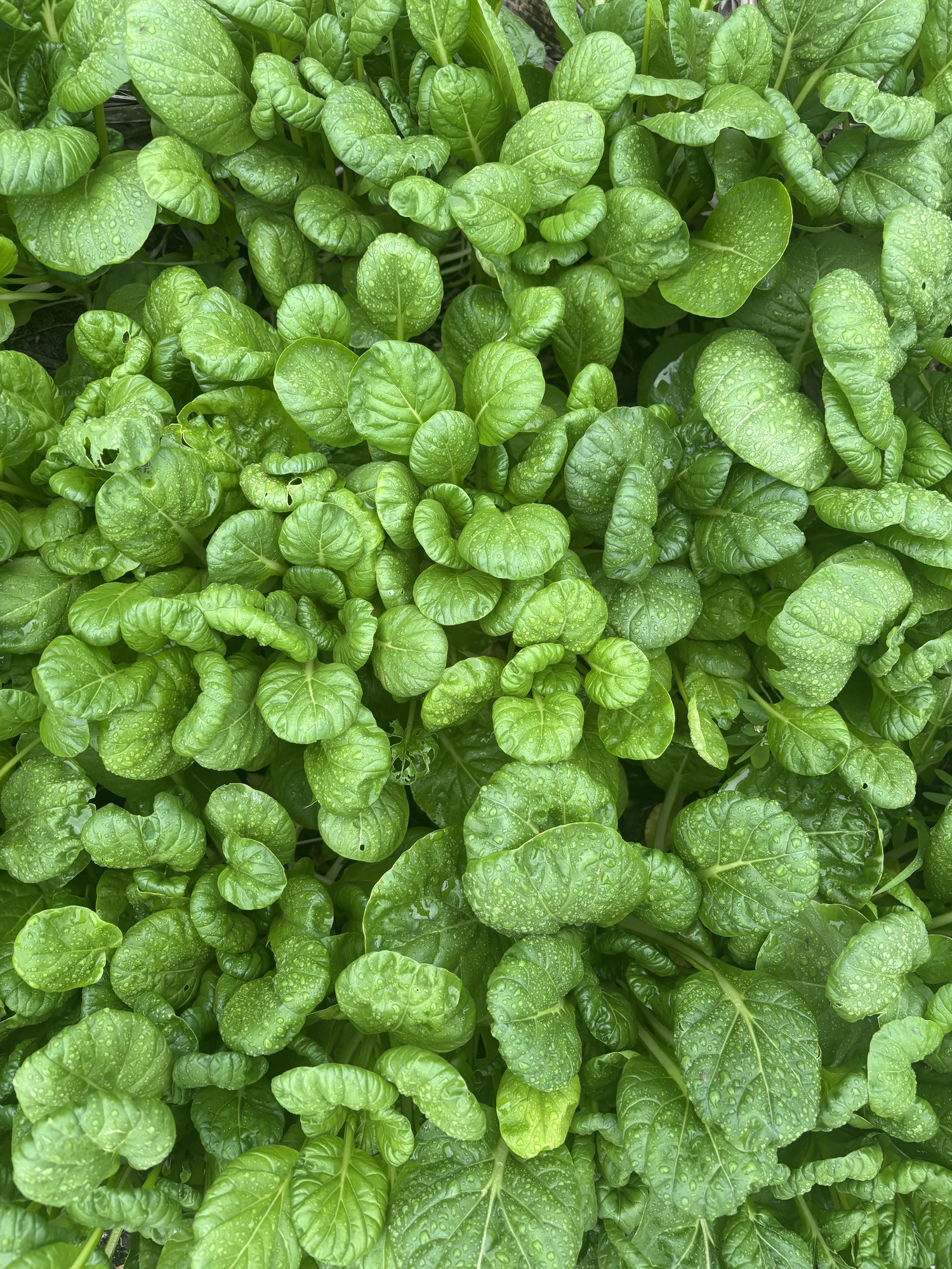 A dense bed of glossy, spoon-shaped tatsoi leaves ready to cut