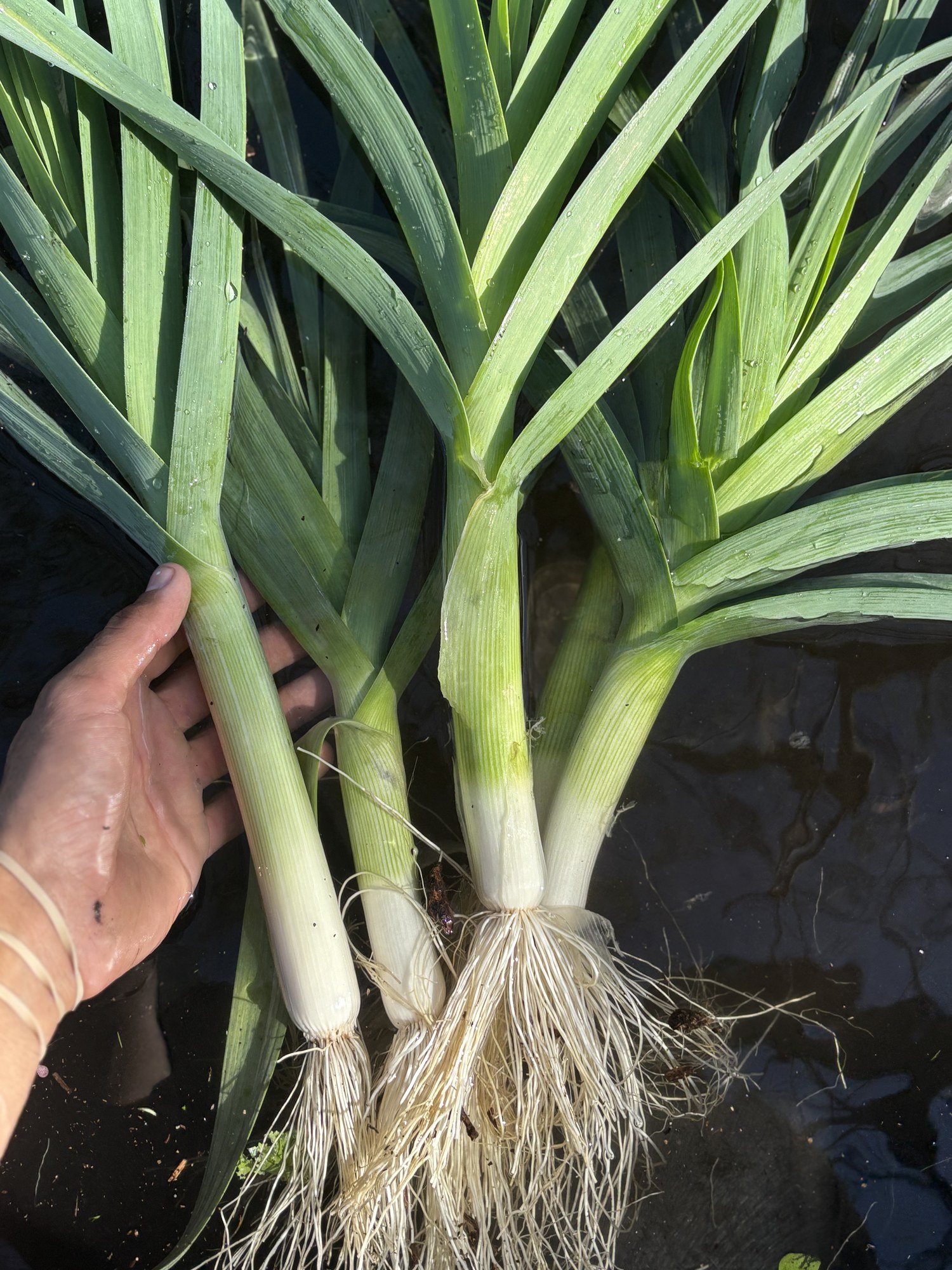 Freshly pulled leeks with their roots still attached, held beside the wash station