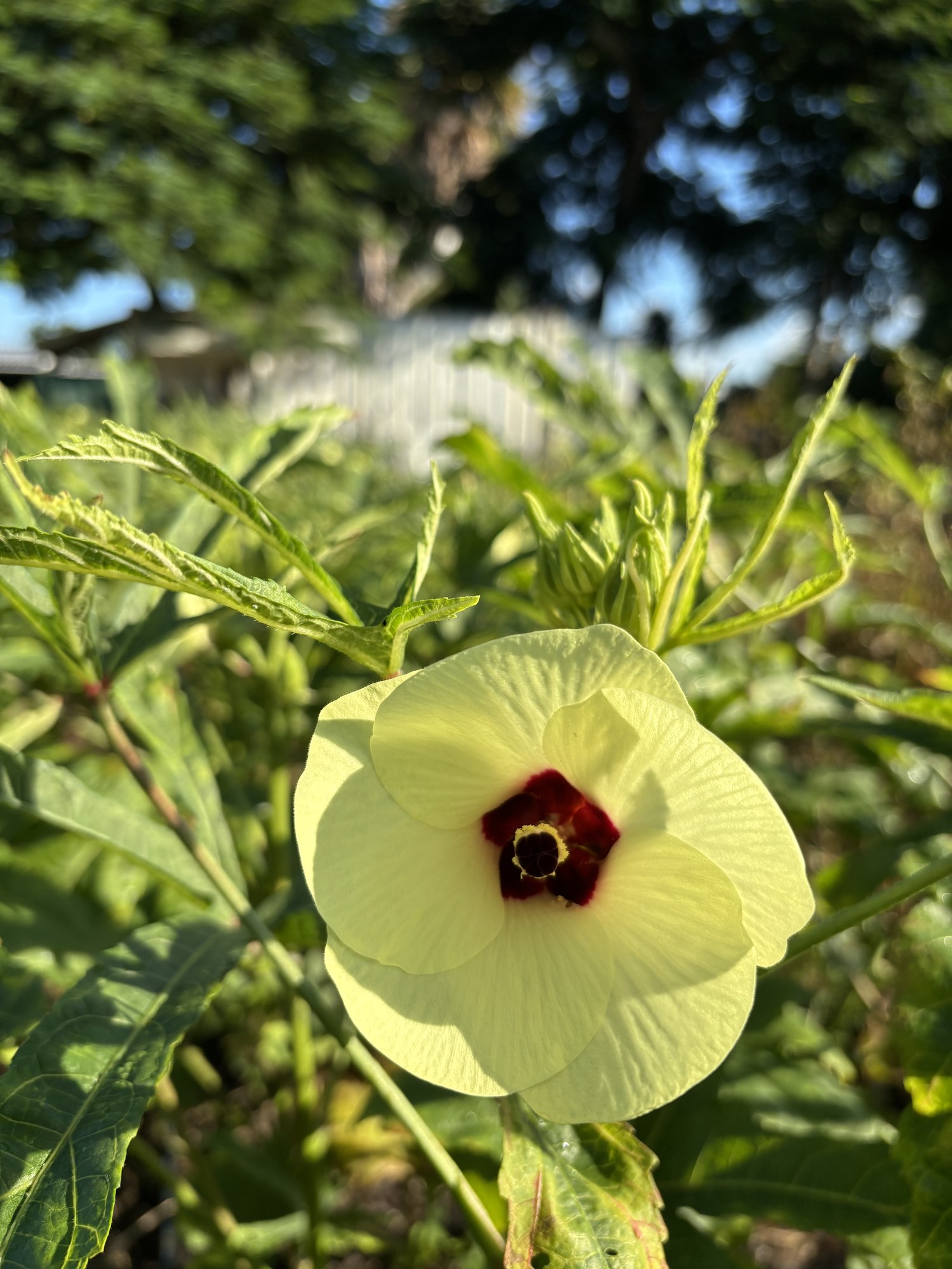 A pale yellow okra blossom with a deep red center, open on the plant