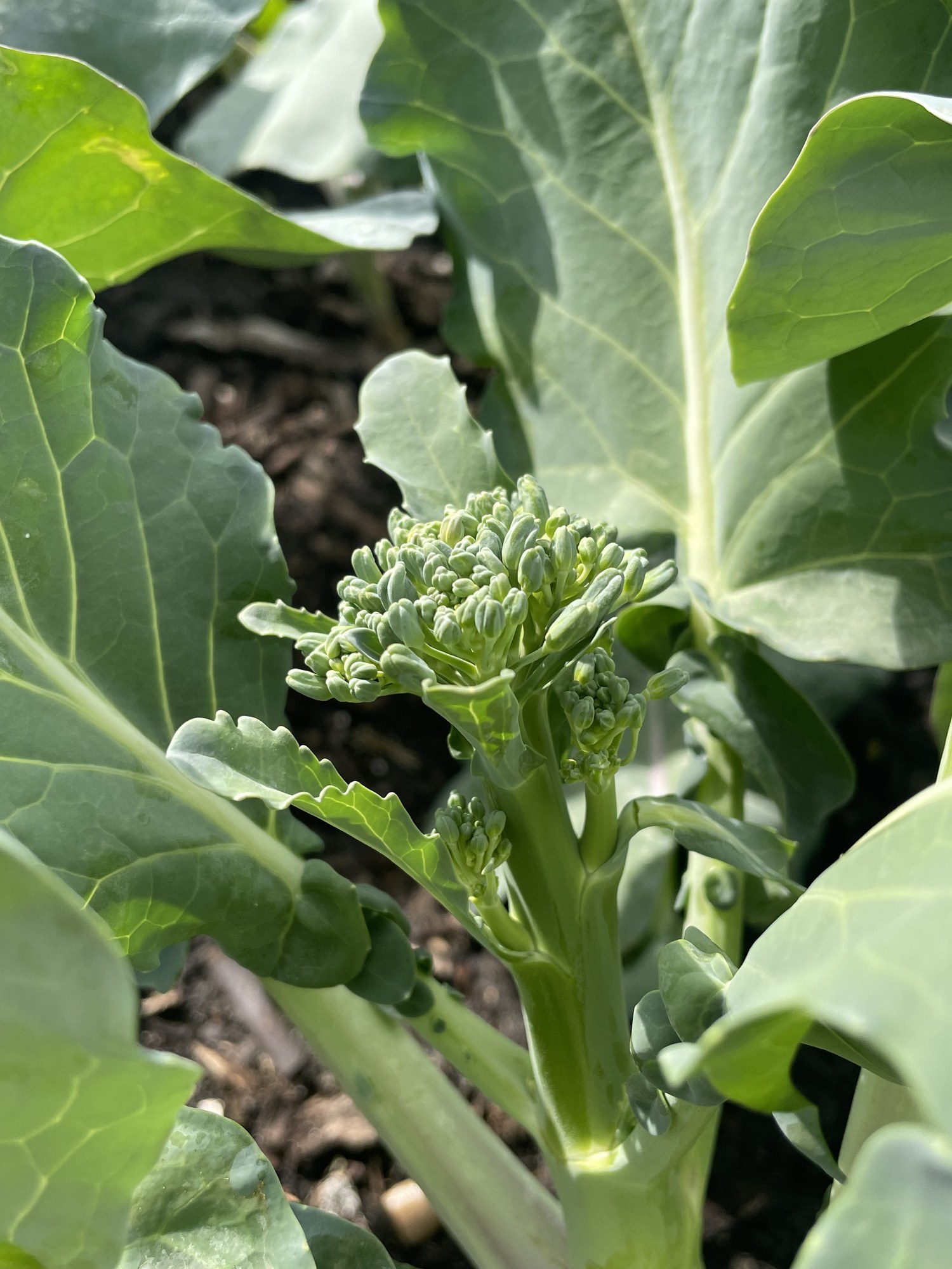 A young broccoli crown forming at the center of its plant