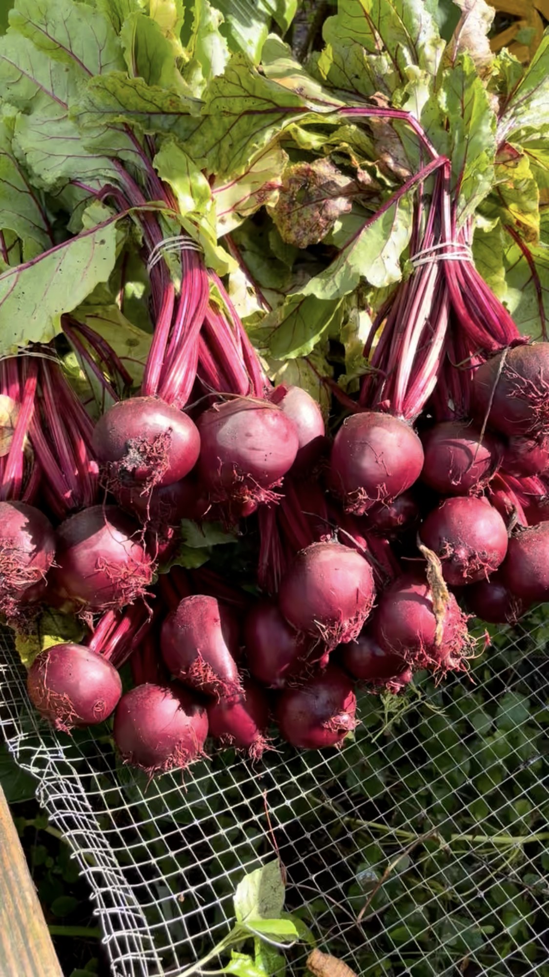 Bunches of red beets with their greens attached, resting on a wire wash table