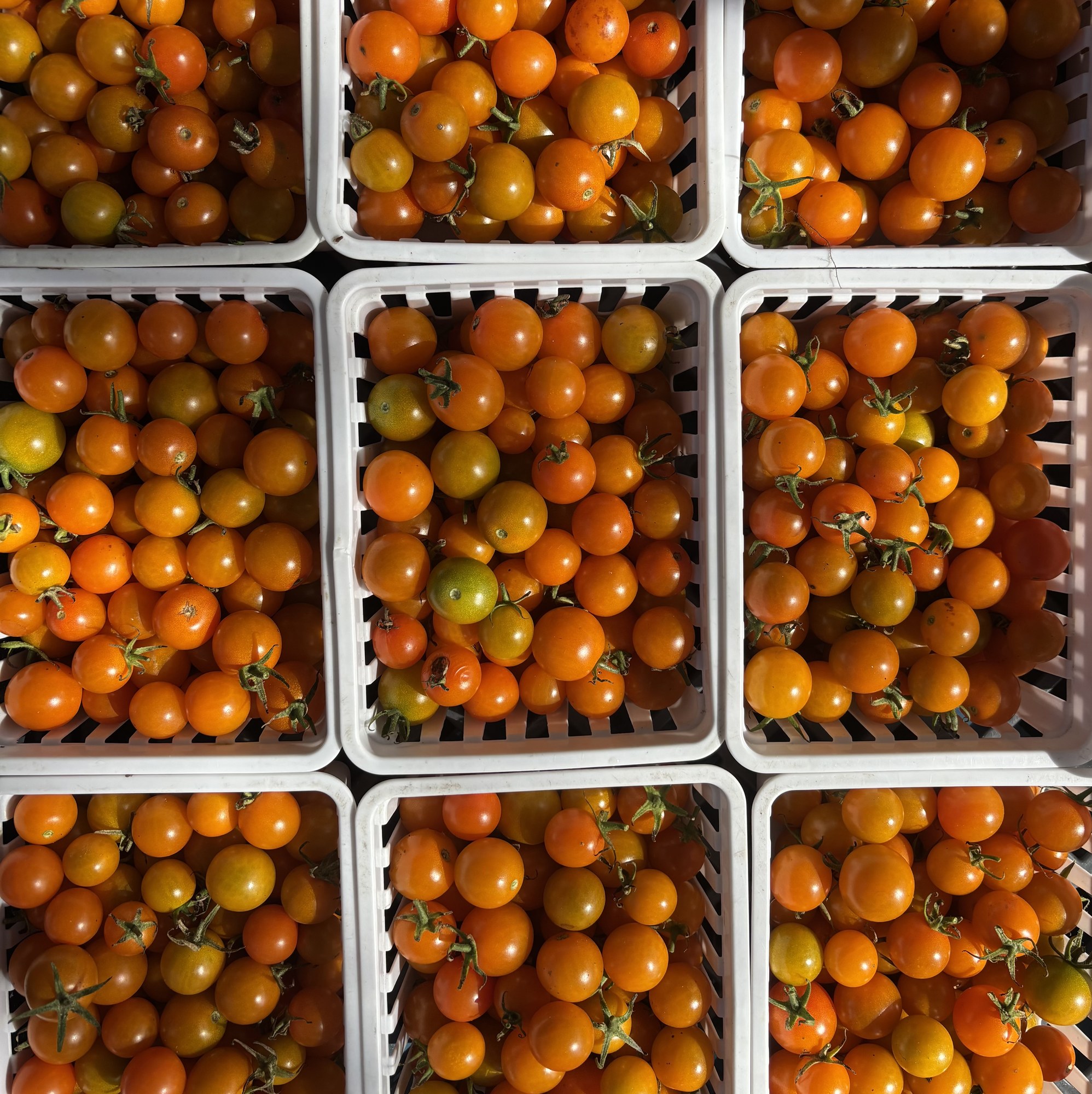 Pint baskets of orange Sungold cherry tomatoes packed for market
