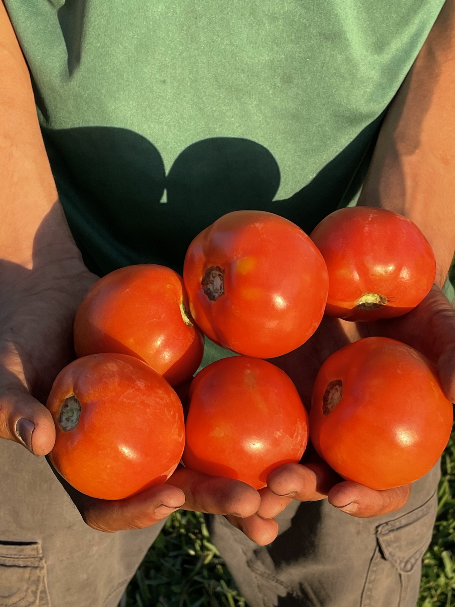 Five vine-ripened red tomatoes cradled in a farmer's hands