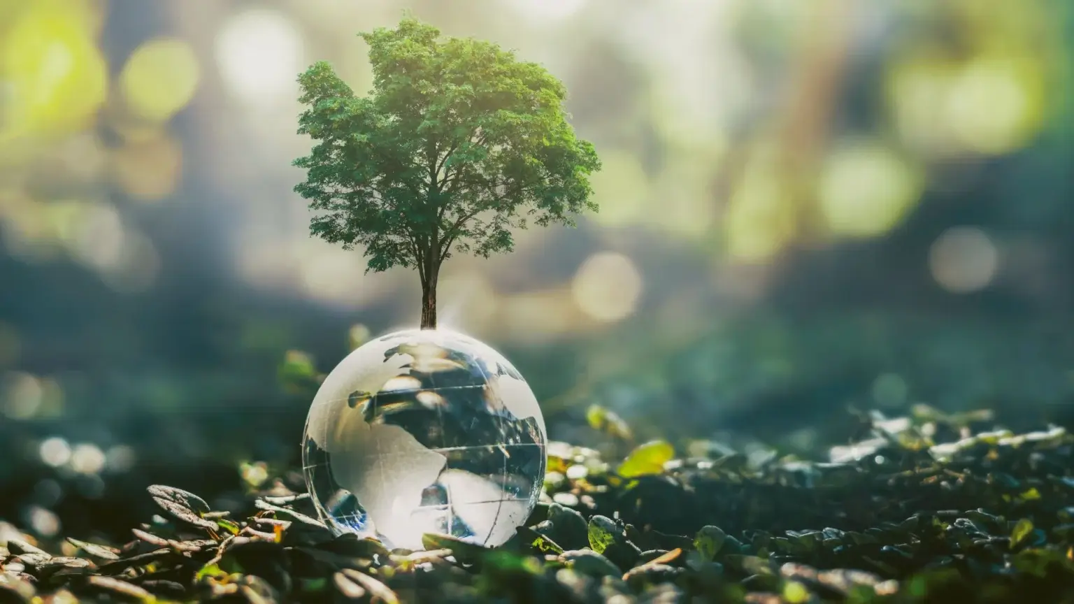 Tree growing on a glass globe surrounded by moss and stones with the words "ETHICS", "SUSTAINABILITY", and "RESPONSIBILITY".