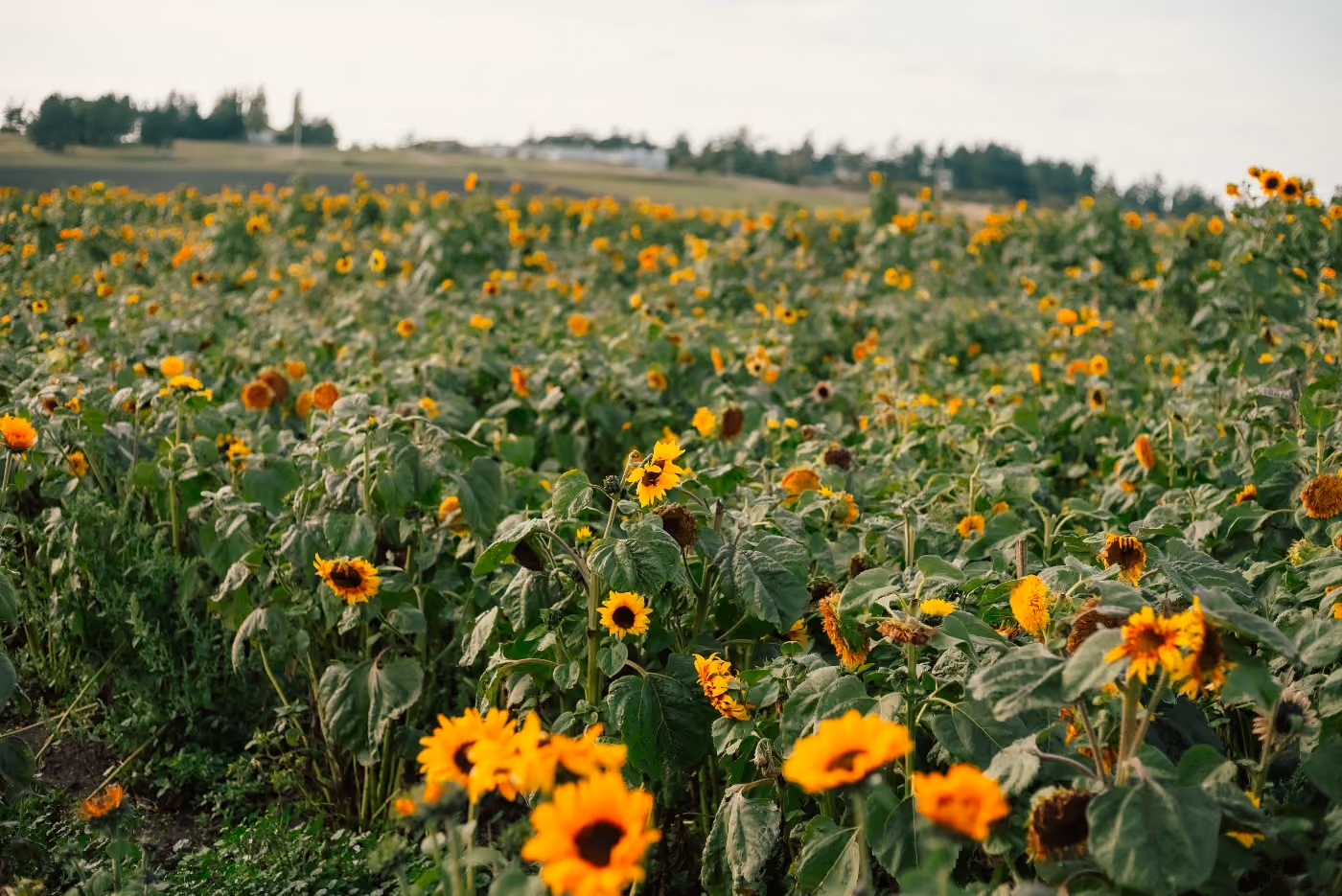 A field of sunflowers in open country outside Deer Park, Washington.
