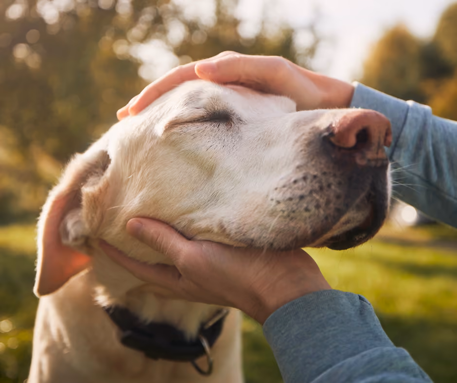 A yellow Labrador being held and stroked outdoors in the evening sun.