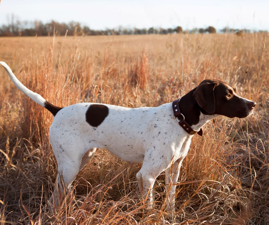 A German shorthaired pointer standing alert in tall autumn grass.