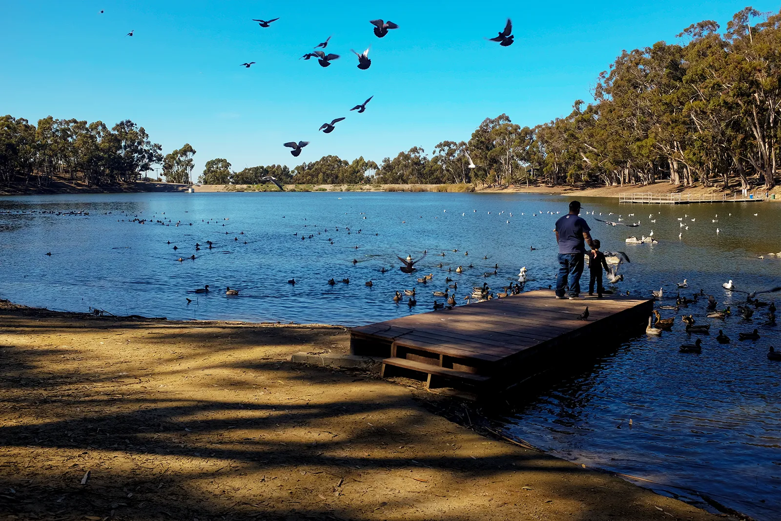 People stand along the shore of a tree-lined lake as birds fly over the water.