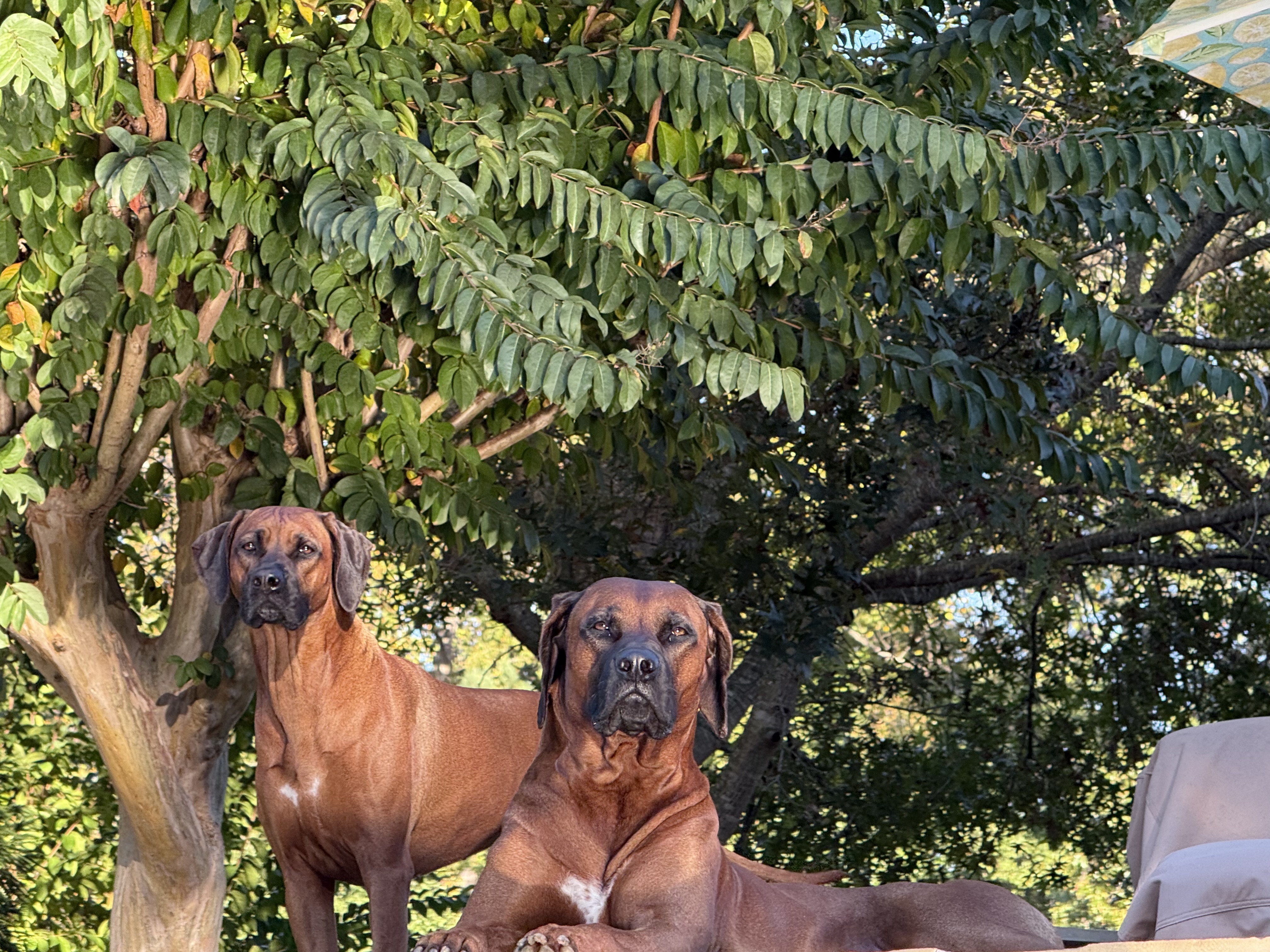 Michelle Braat’s two Rhodesian Ridgebacks outdoors