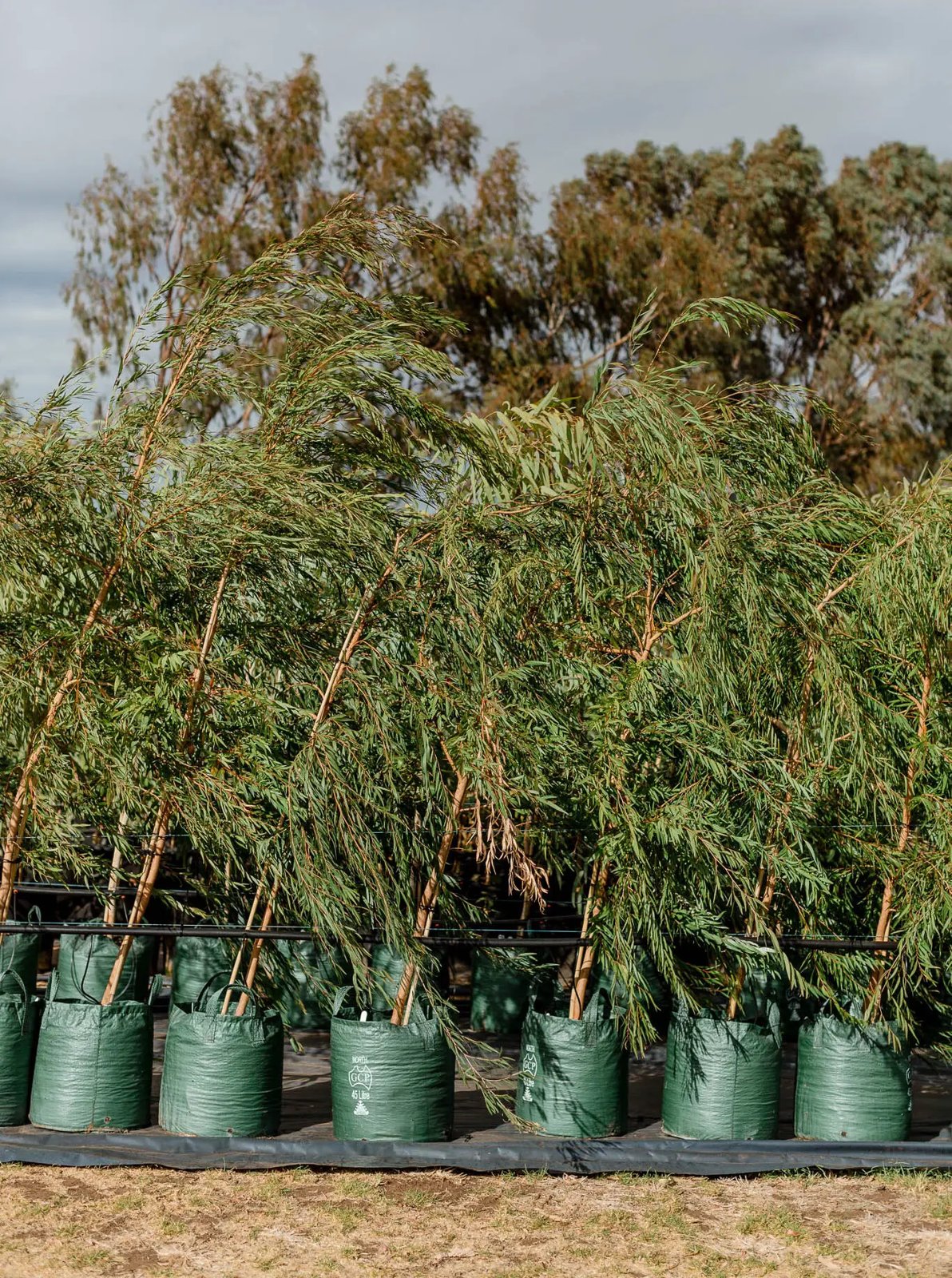 Reforestation