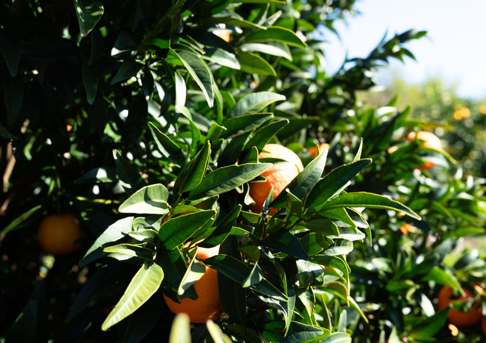 Citrus at Bangadang