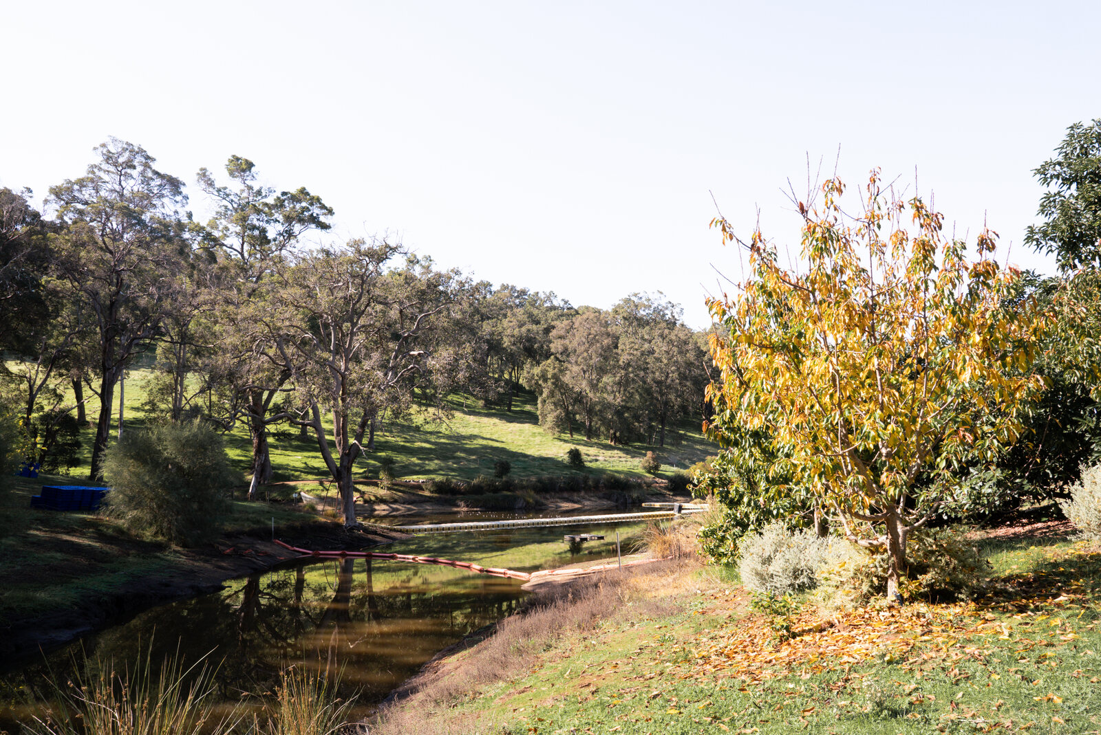 The creek line through the paddocks