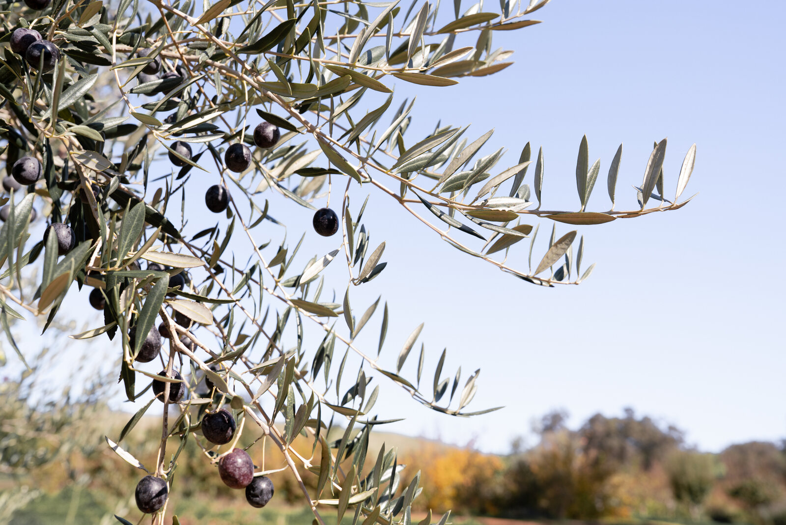Olives on the branch