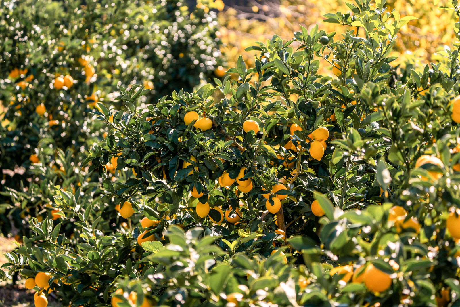 Citrus ripening in the orchard