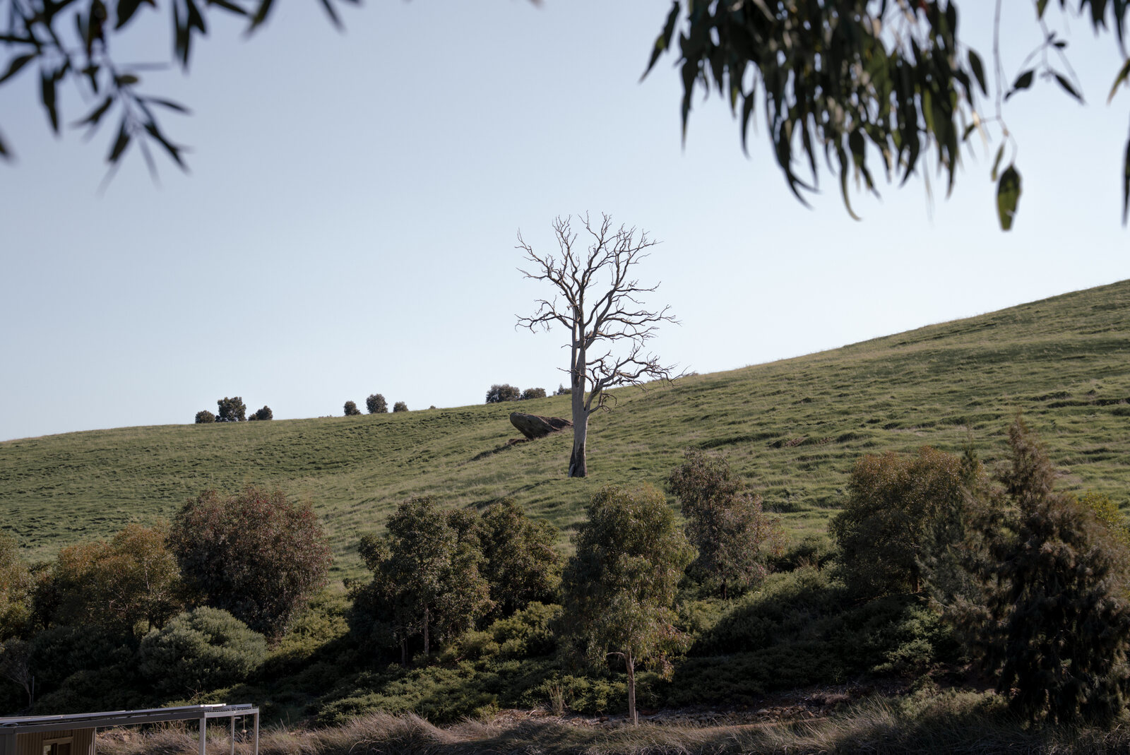 A lone tree above the paddocks