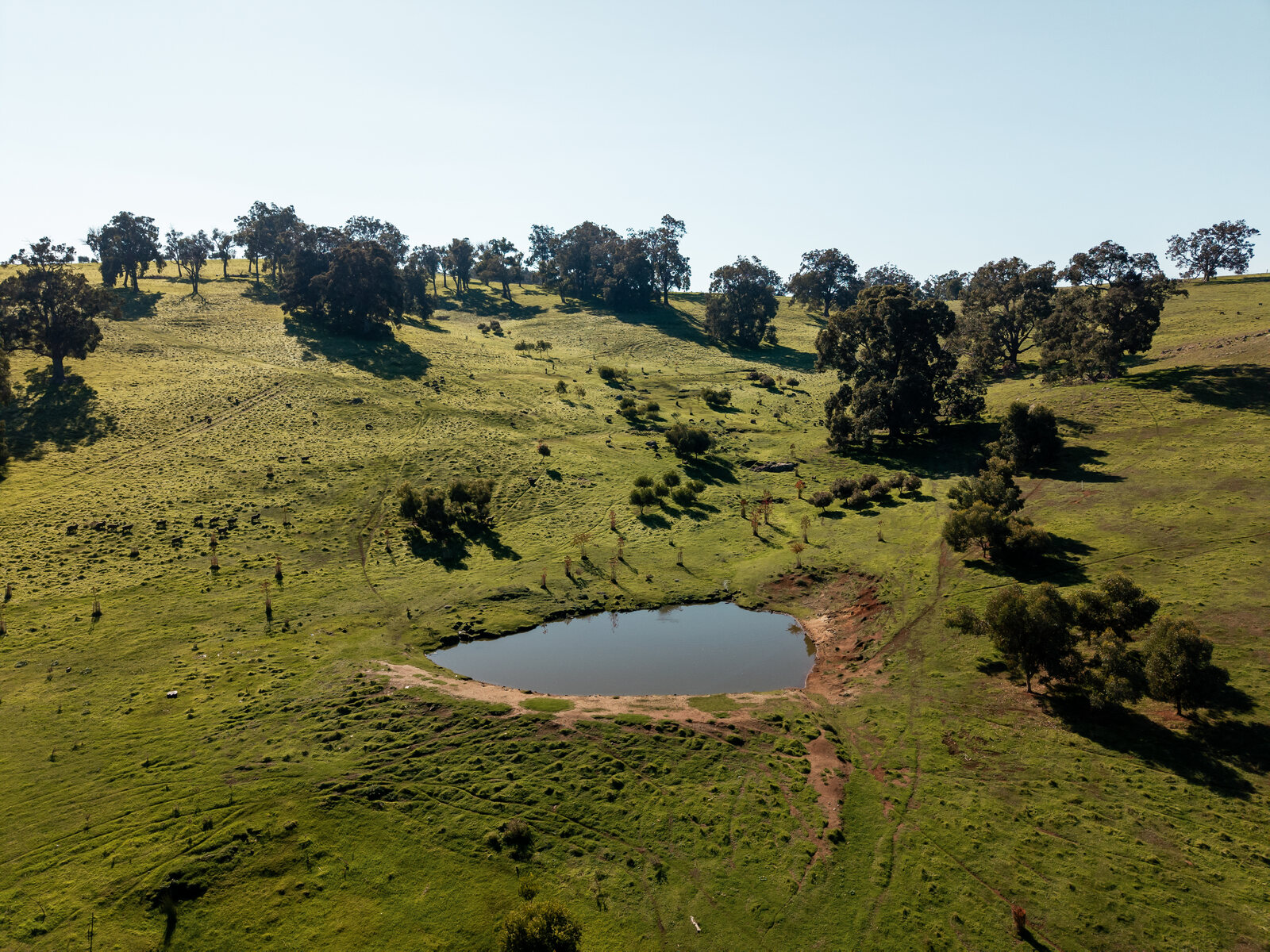 Restored paddock and dam from the air