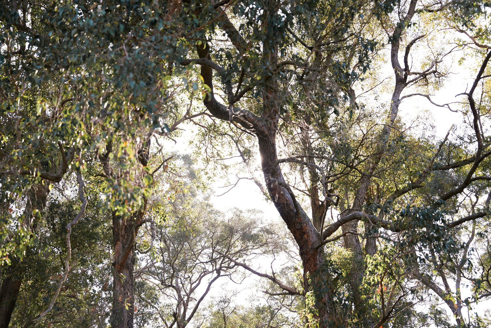 Gum canopy over the farm