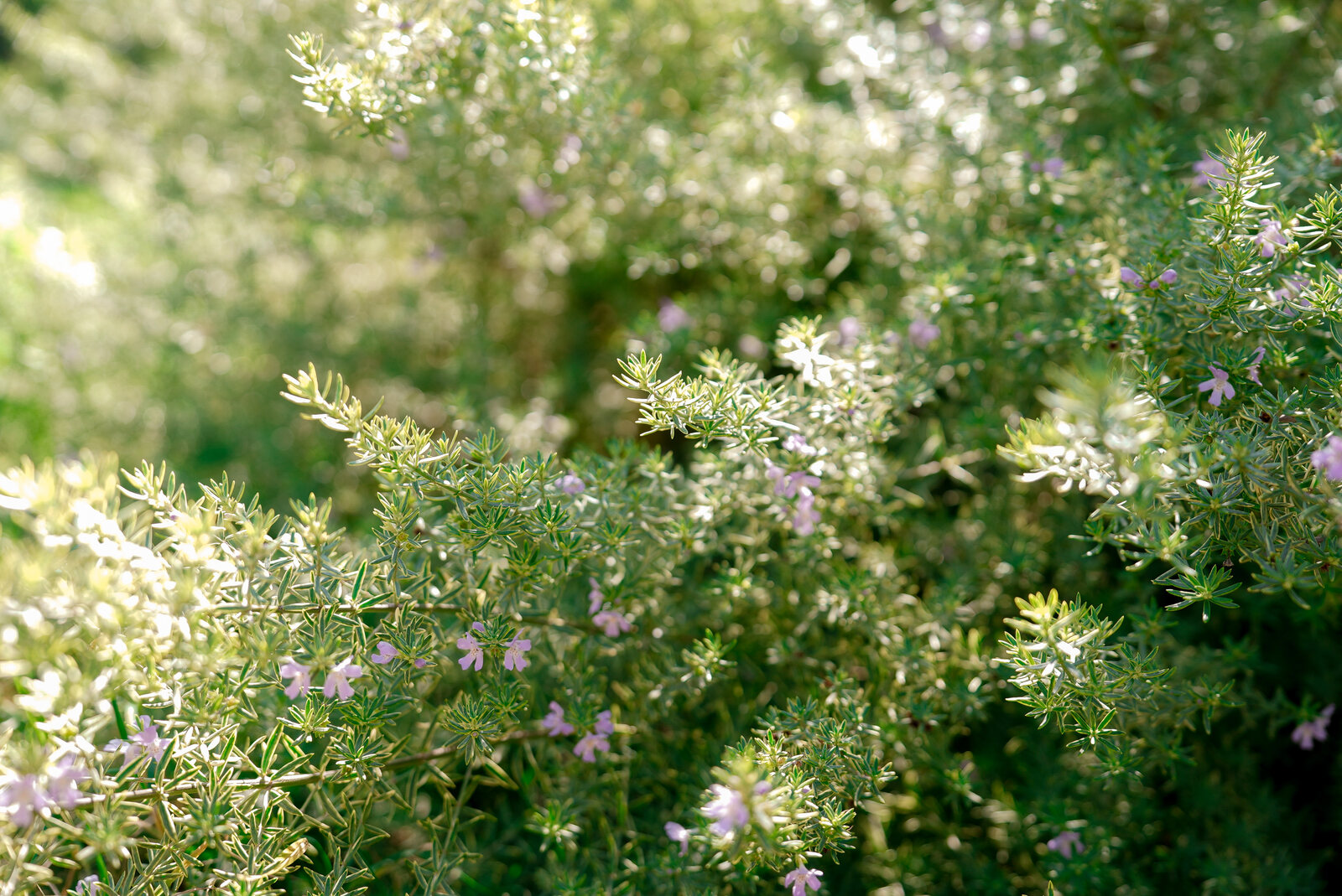 Native blossom across the farm