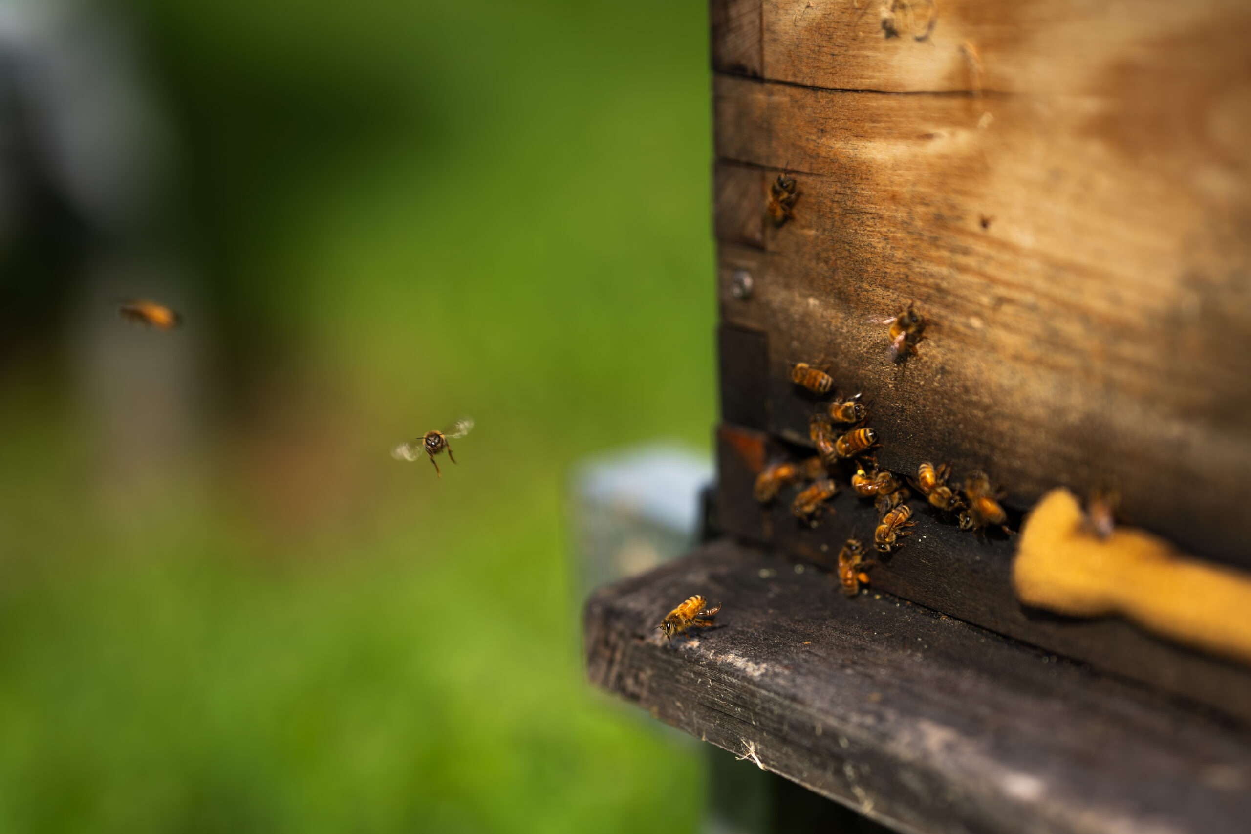Apiary Health Check
