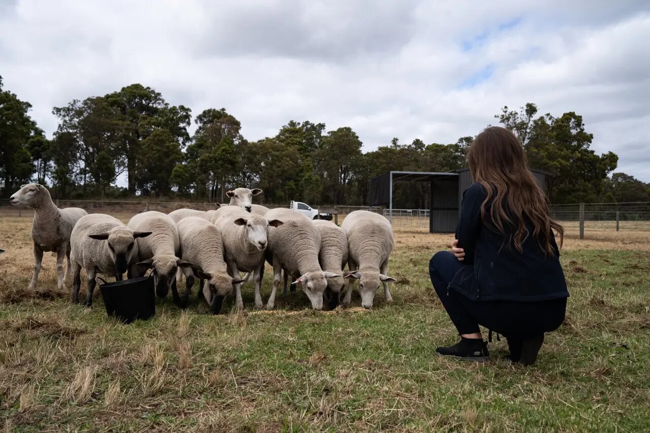 Rare Breed Sheep