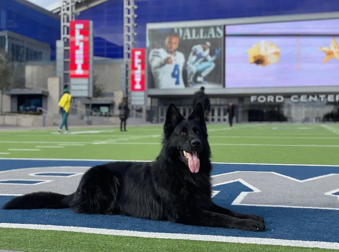 Trained Guard Dogs for Sale
