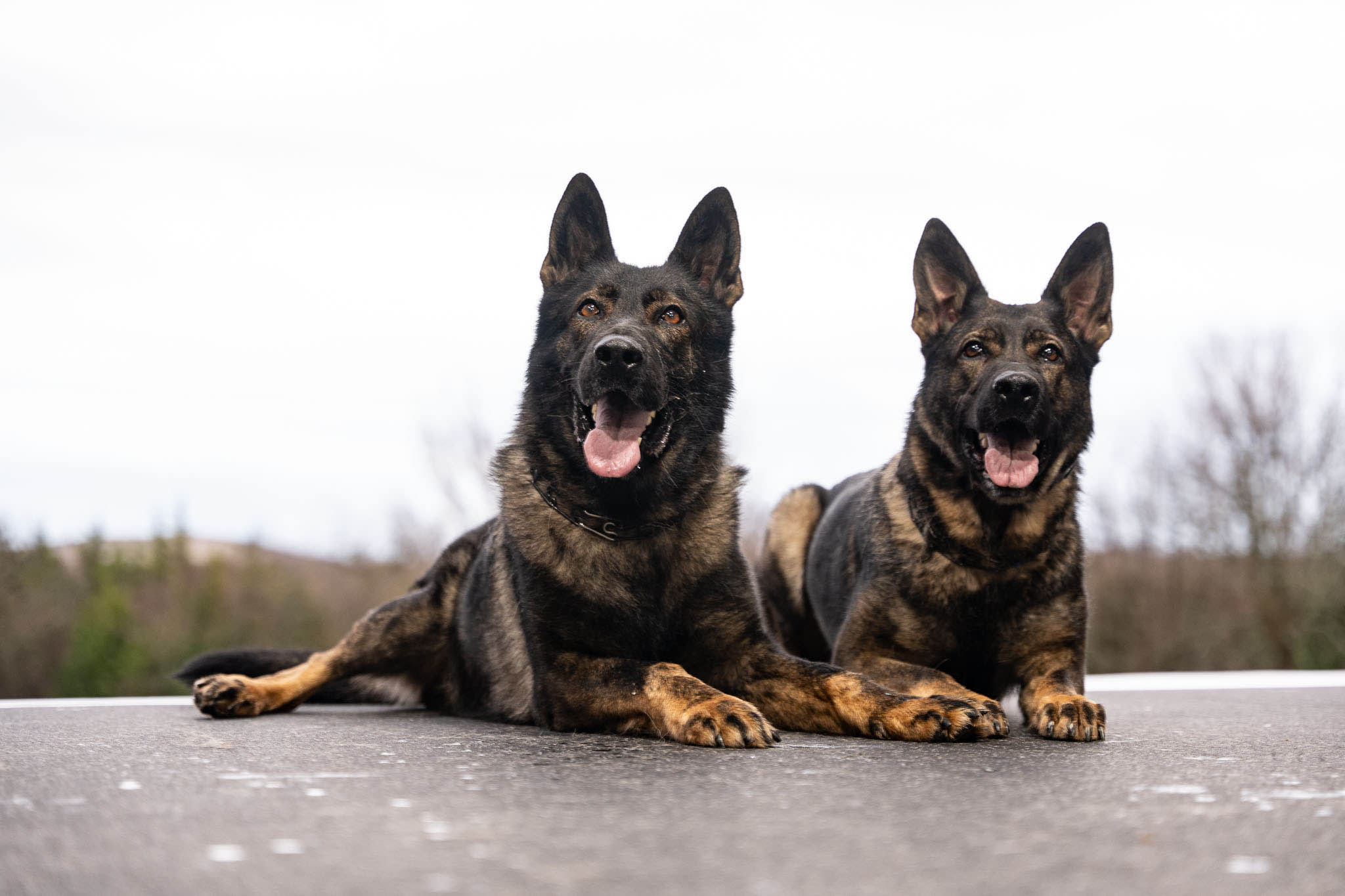 Personal Protection Dogs For Sale