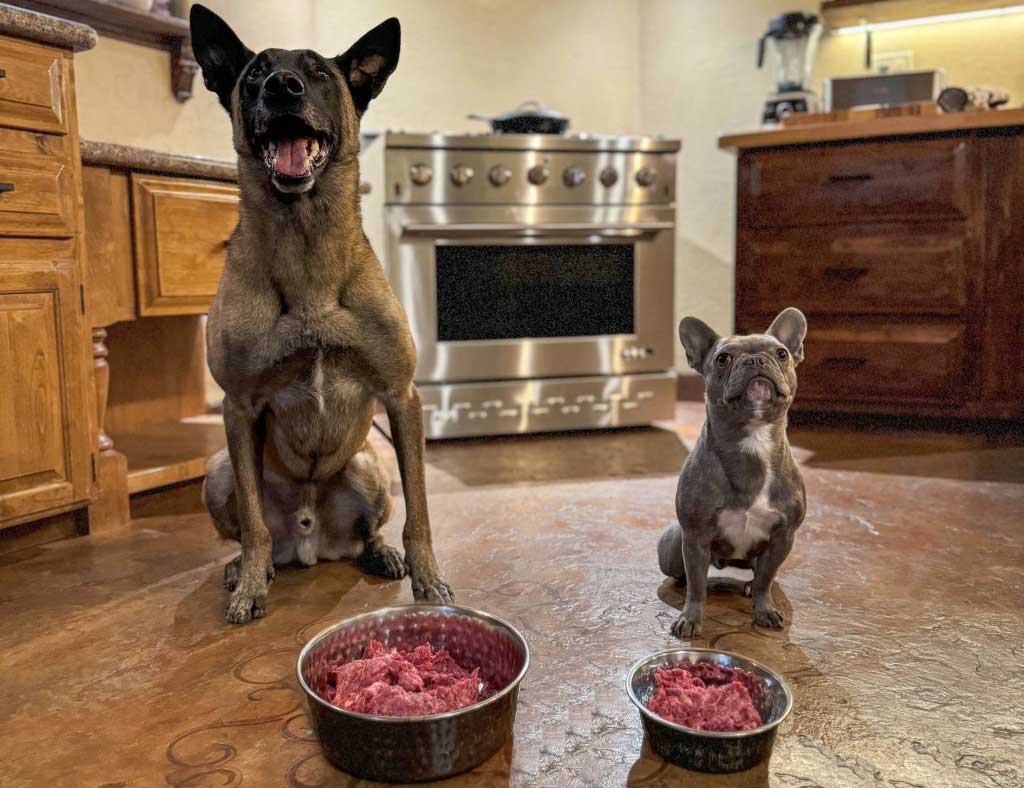 Raw Dog Food is Growing in Popularity. But is it Healthy for Protection Dogs? | Canine Protection International