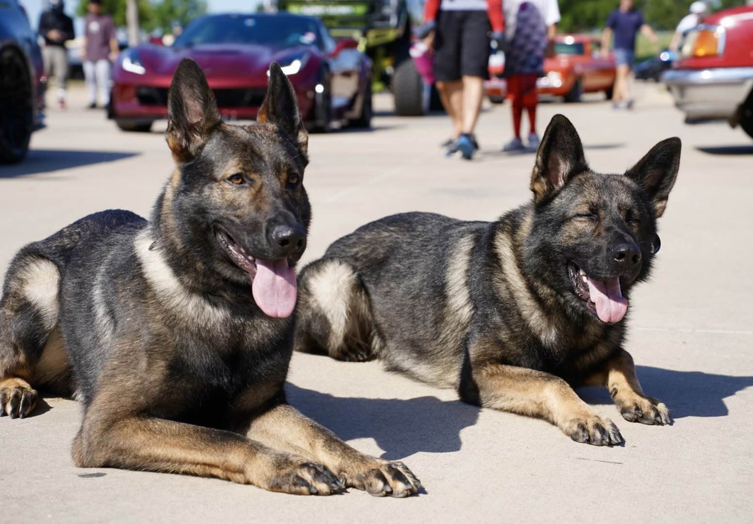 Unveiling the Process: How CPI Protection Dogs Are Trained for Excellence | Canine Protection International