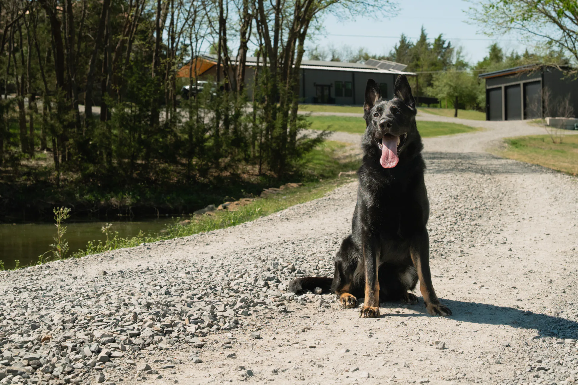 CPI German Shepherd shown in a working-line and show-line comparison article