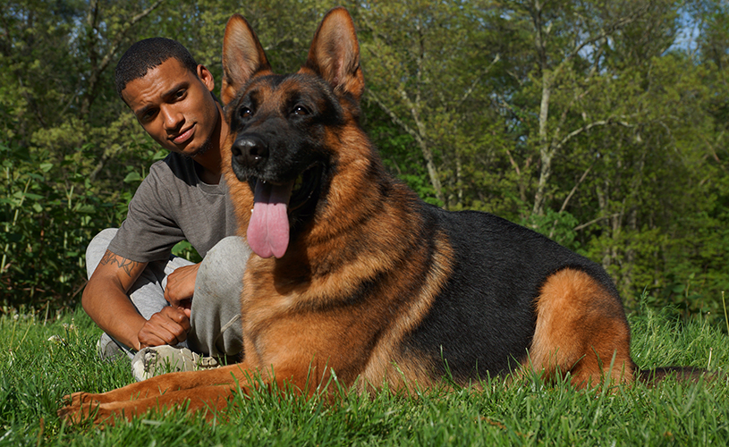 Trained Personal Protection Dogs For Sale