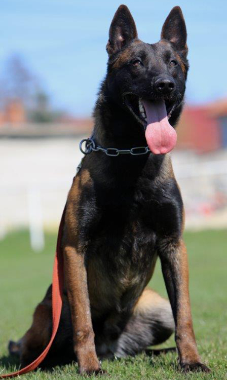 Best Dogs For Protection