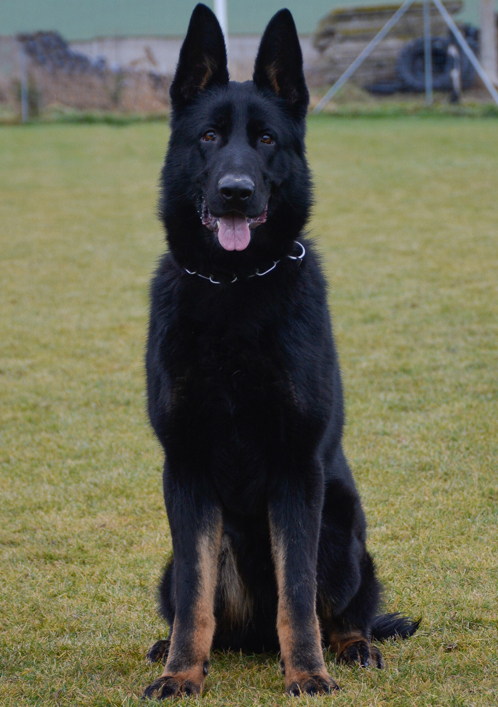 Personal Protection Dogs For Sale