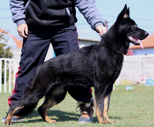 Personal Protection Dog