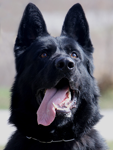 Best Dogs For Protection