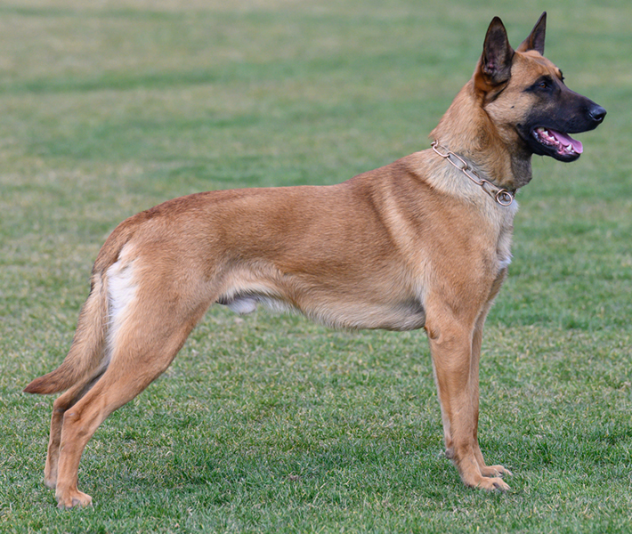 Best Dogs For Protection