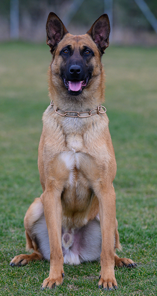 Best Dogs For Protection