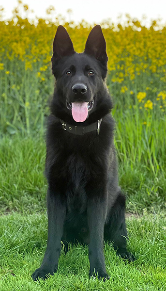 Best Dogs For Protection