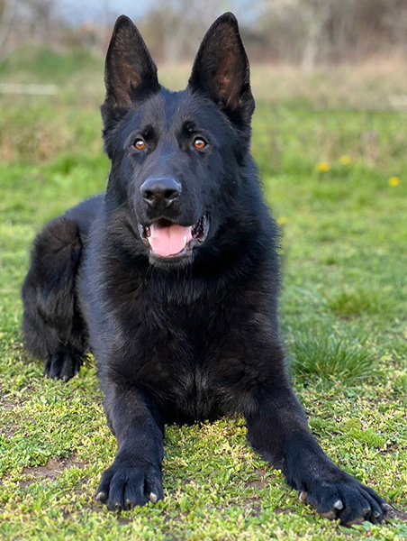 Best Dogs For Protection